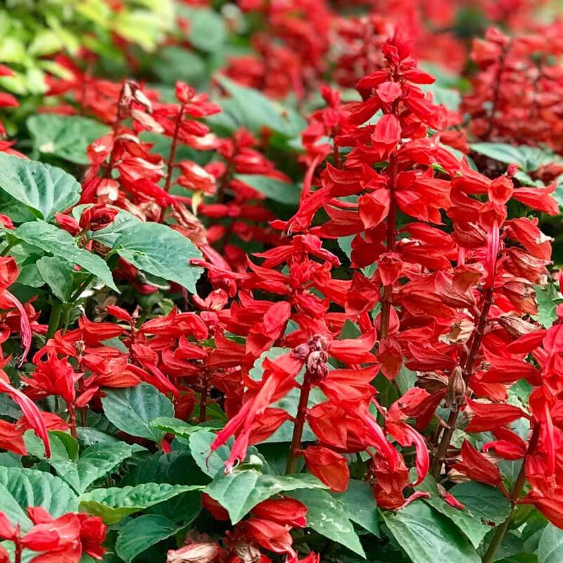 Vibrant Bloom Collection Seeds