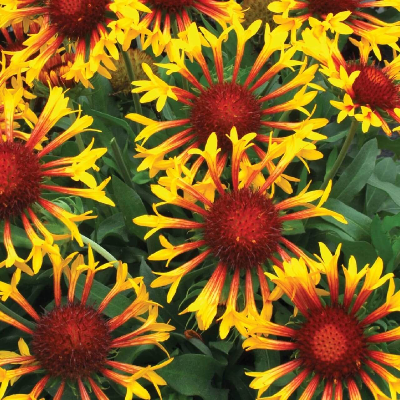 Vibrant Bloom Collection Seeds