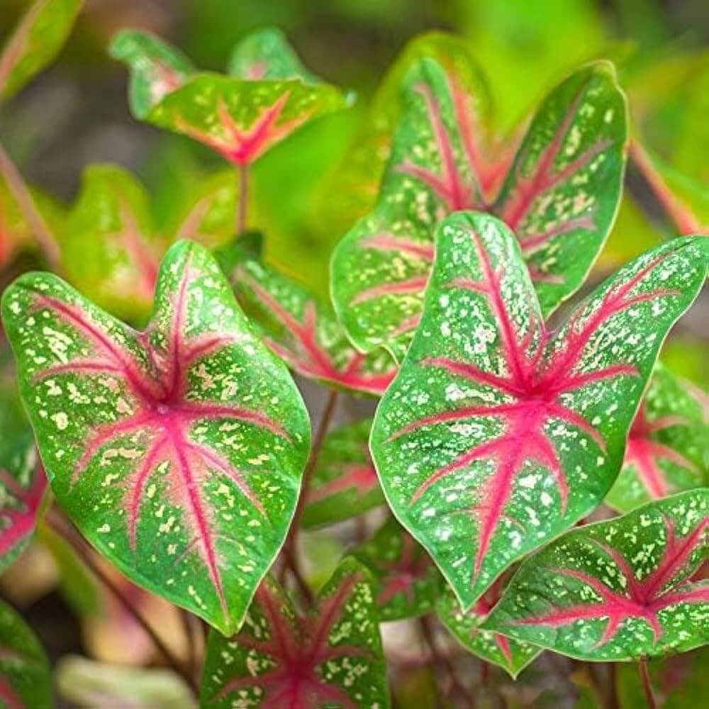 Vibrant Caladium Seeds 