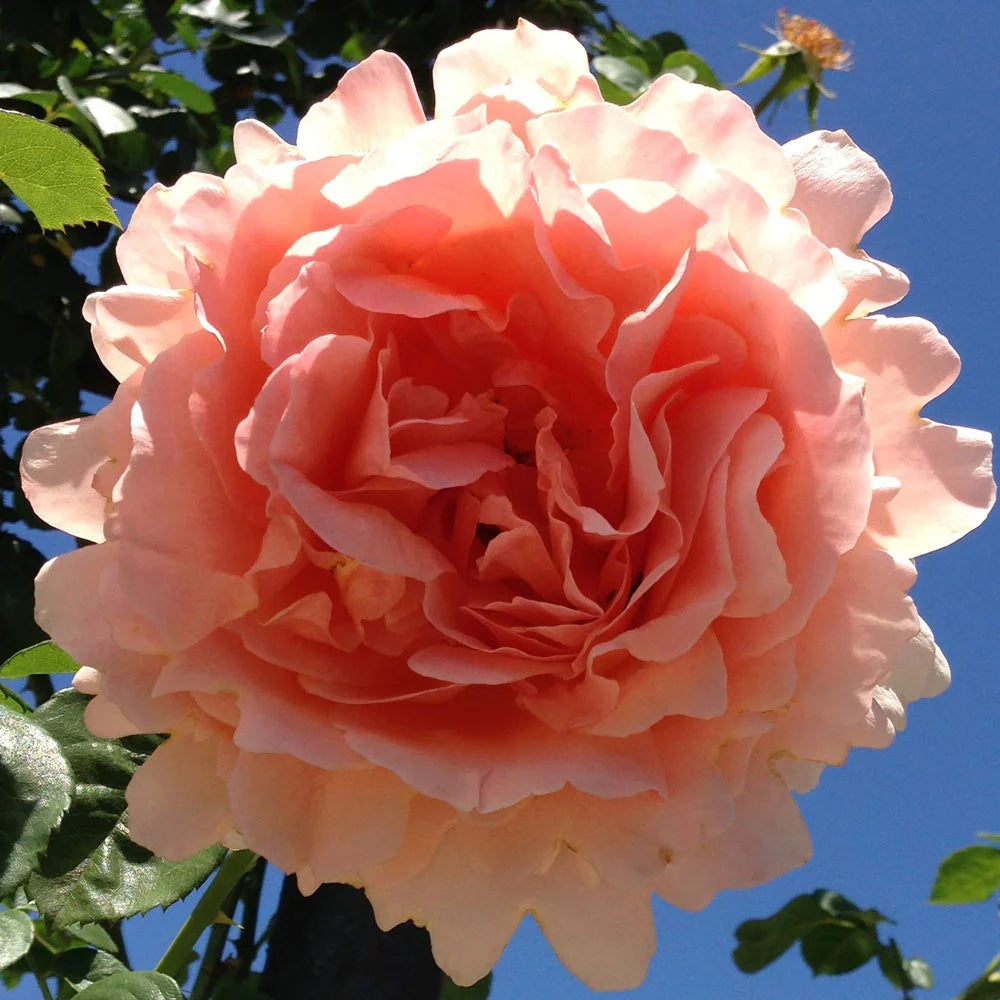 Vibrant Peach and Cream Polka Rose Seeds 