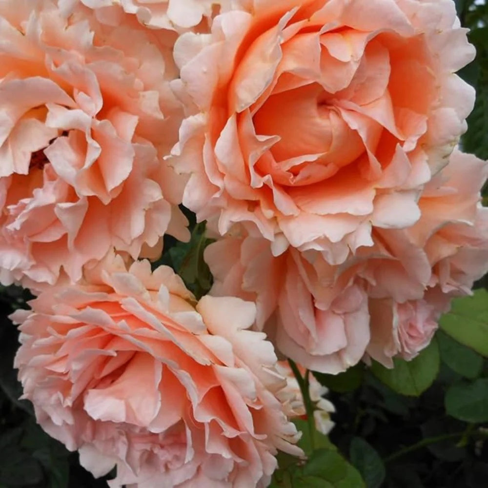 Vibrant Peach and Cream Polka Rose Seeds 
