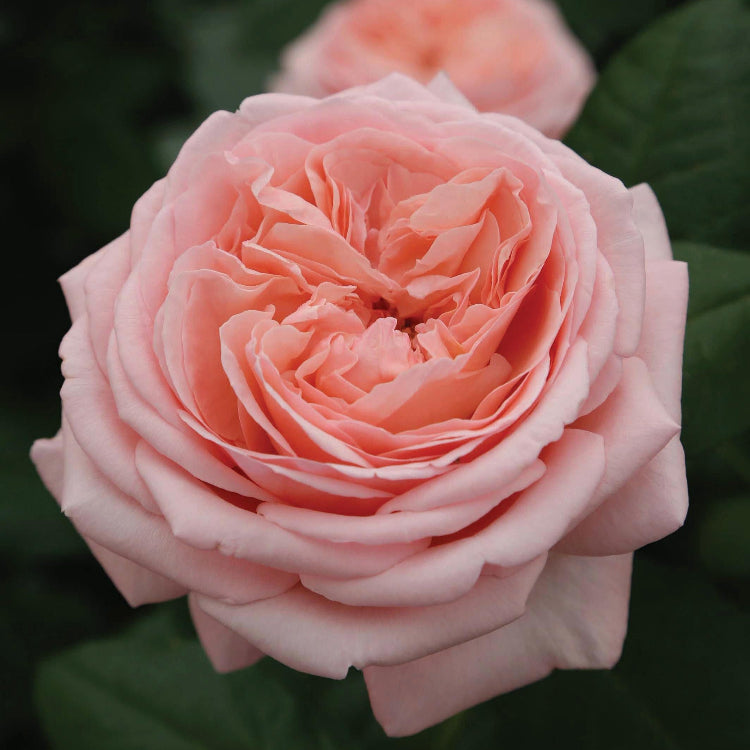 Vibrant Peach and Cream Polka Rose Seeds 
