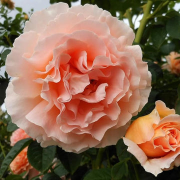 Vibrant Peach and Cream Polka Rose Seeds 