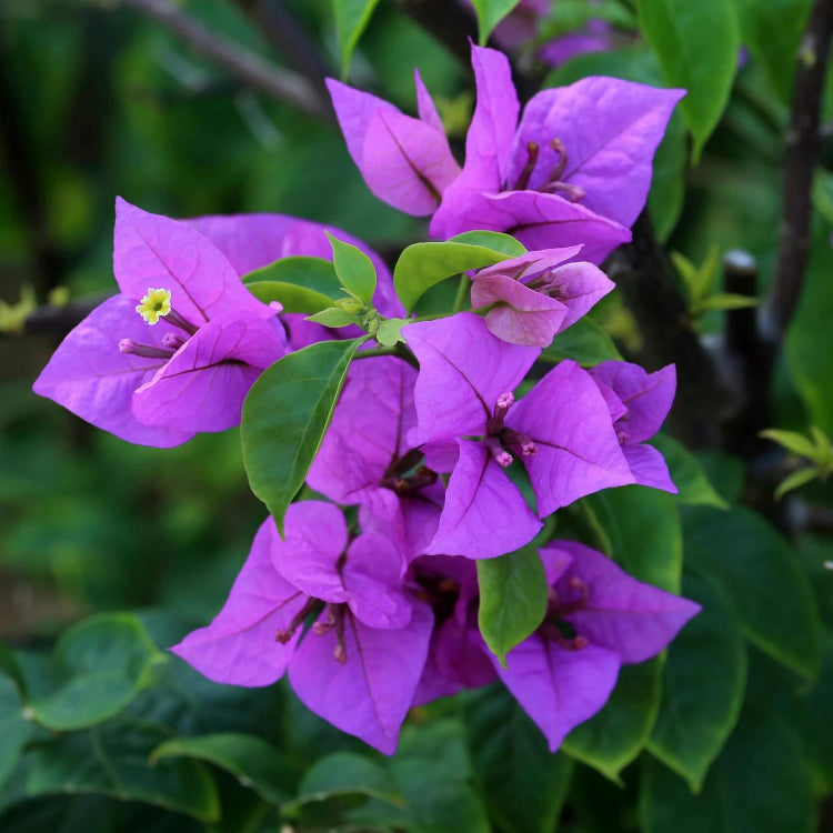 Vibrant Violet Bougainvillea Seeds - Flower Plant