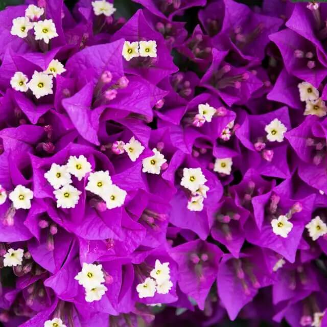 Vibrant Violet Bougainvillea Seeds - Flower Plant