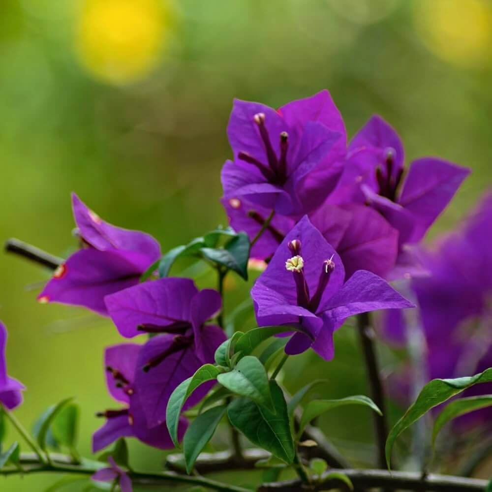 Vibrant Violet Bougainvillea Seeds - Flower Plant