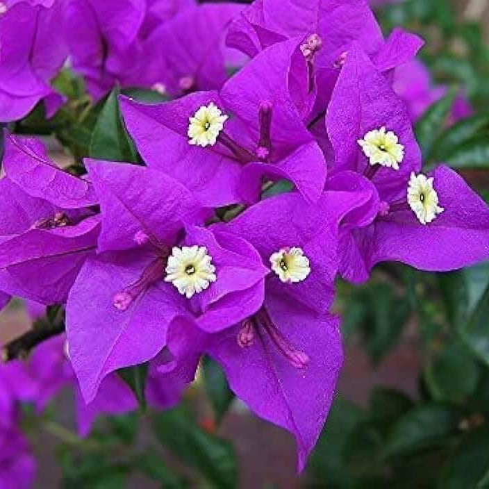Vibrant Violet Bougainvillea Seeds - Flower Plant