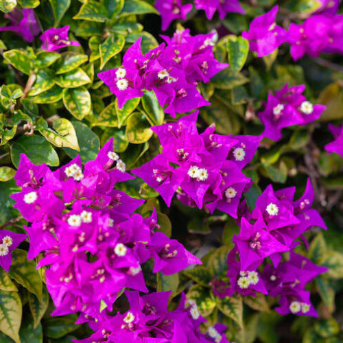 Vibrant Violet Bougainvillea Seeds - Flower Plant