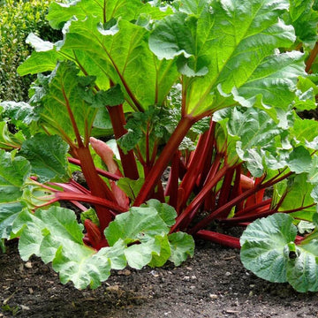 Victoria Red Rhubarb Seeds - Vegetable Plant