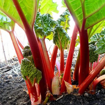 Victoria Red Rhubarb Seeds - Vegetable Plant