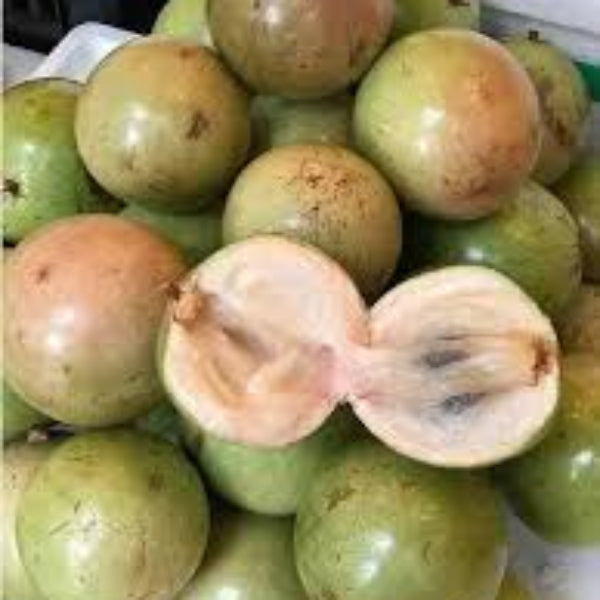 Vietnam Milk Melon Seeds 