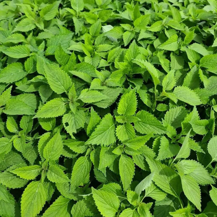 Vietnamese Balm Seeds - Herbal Plant