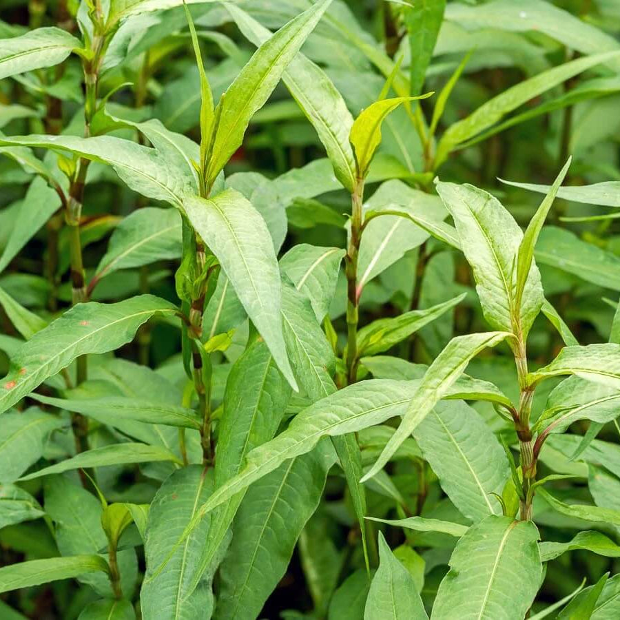 Vietnamese Cilantro Seeds