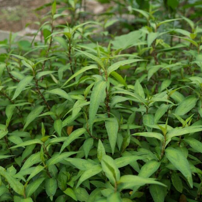 Vietnamese Cilantro Seeds