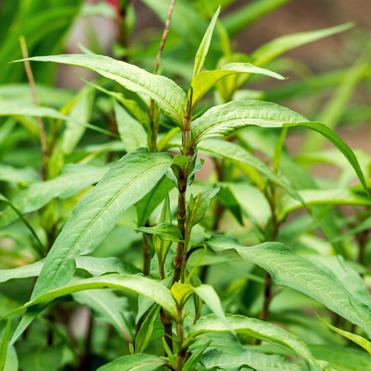 Vietnamese Coriander Seeds for Planting
