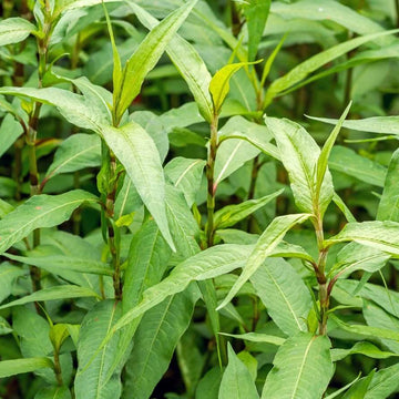 Vietnamese Coriander Seeds for Planting