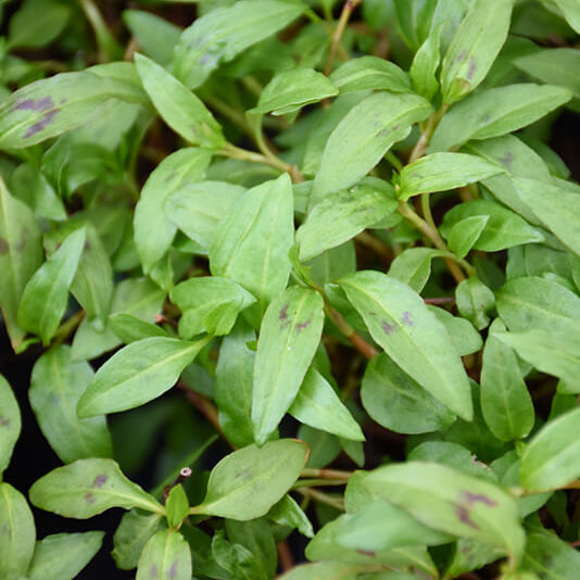 Vietnamese Coriander Seeds for Planting