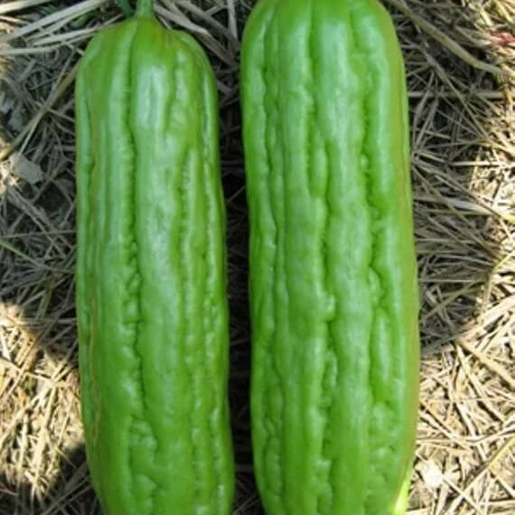 Vietnamese Gourd Seeds