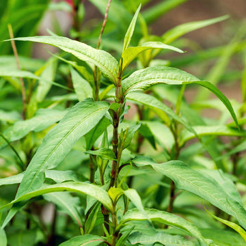Vietnamese Herb Seeds