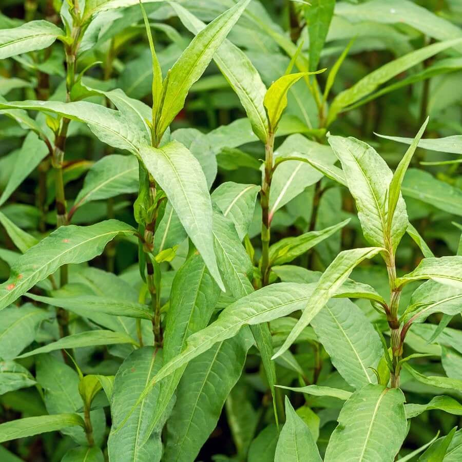 Vietnamese Herb Seeds