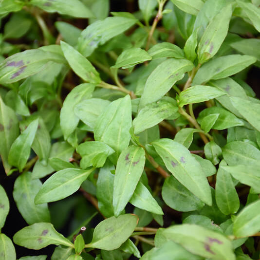 Vietnamese Herb Seeds