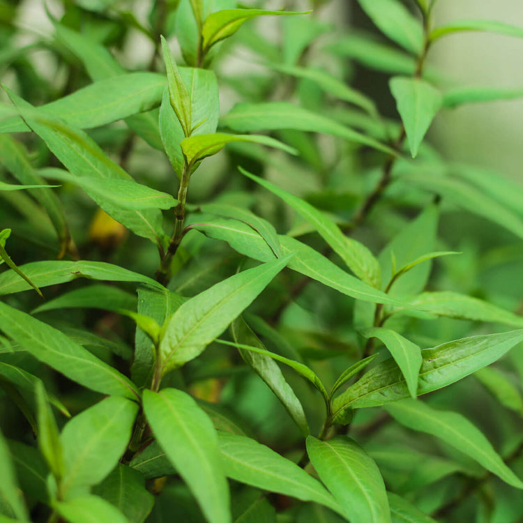 Vietnamese Herb Seeds