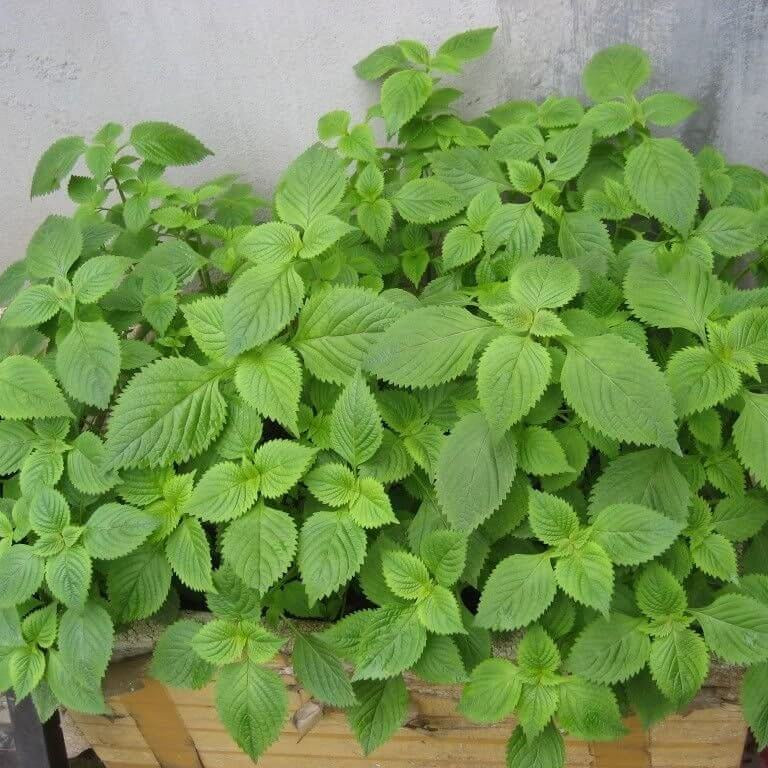 Vietnamese Lemon Mint Seeds - Herbal Plant