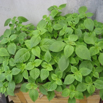 Vietnamese Lemon Mint Seeds - Herbal Plant