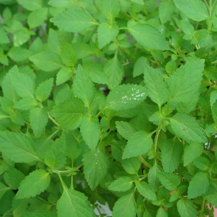 Vietnamese Lemon Mint Seeds - Herbal Plant