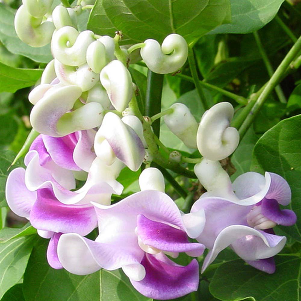 Vigna Caracalla Seeds – Corkscrew Vine
