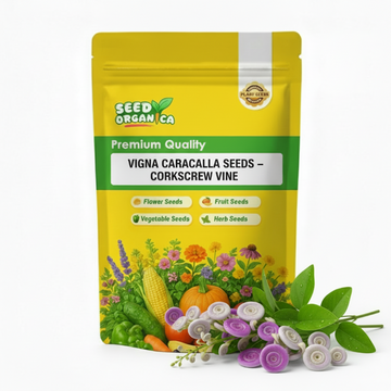 Vigna Caracalla Seeds – Corkscrew Vine