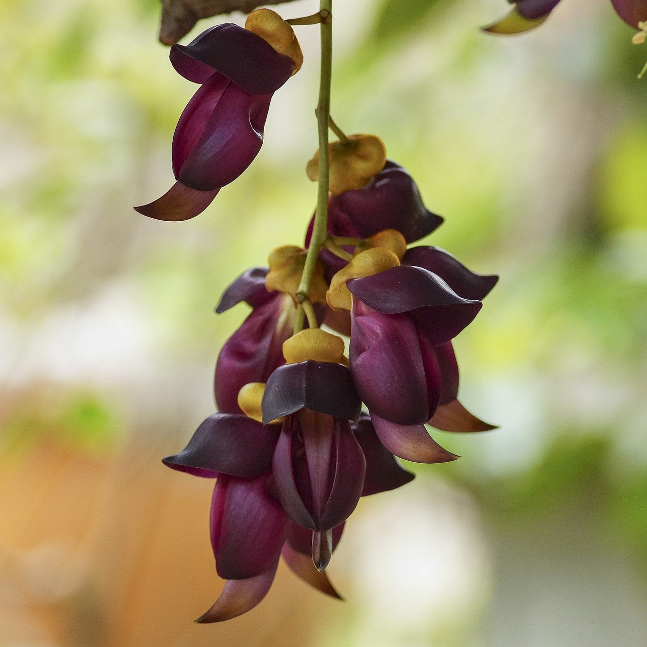 Vigorous Mucuna Sempervirens Seeds