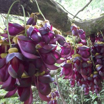 Vigorous Mucuna Sempervirens Seeds