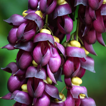 Vigorous Mucuna Sempervirens Seeds