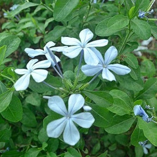 Vinca Seeds – Light Blue