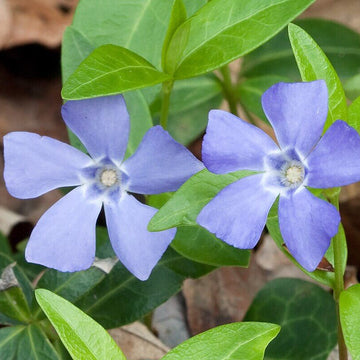 Vinca Seeds – Minor
