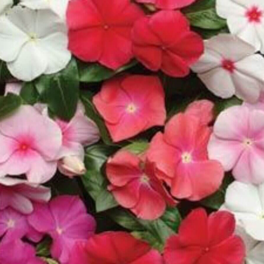 Vinca Seeds – Pacifica XP Mix