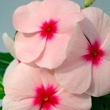 Vinca Seeds – Pink
