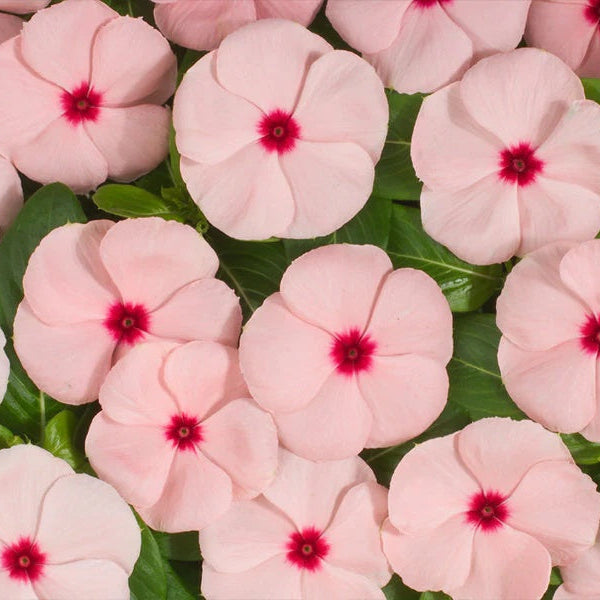 Vinca Seeds – Pink