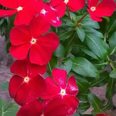 Vinca Seeds – Red
