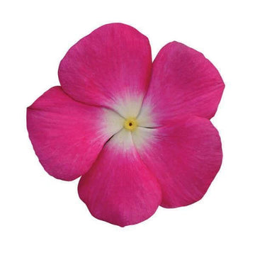 Vinca Seeds – Rose Halo Periwinkle
