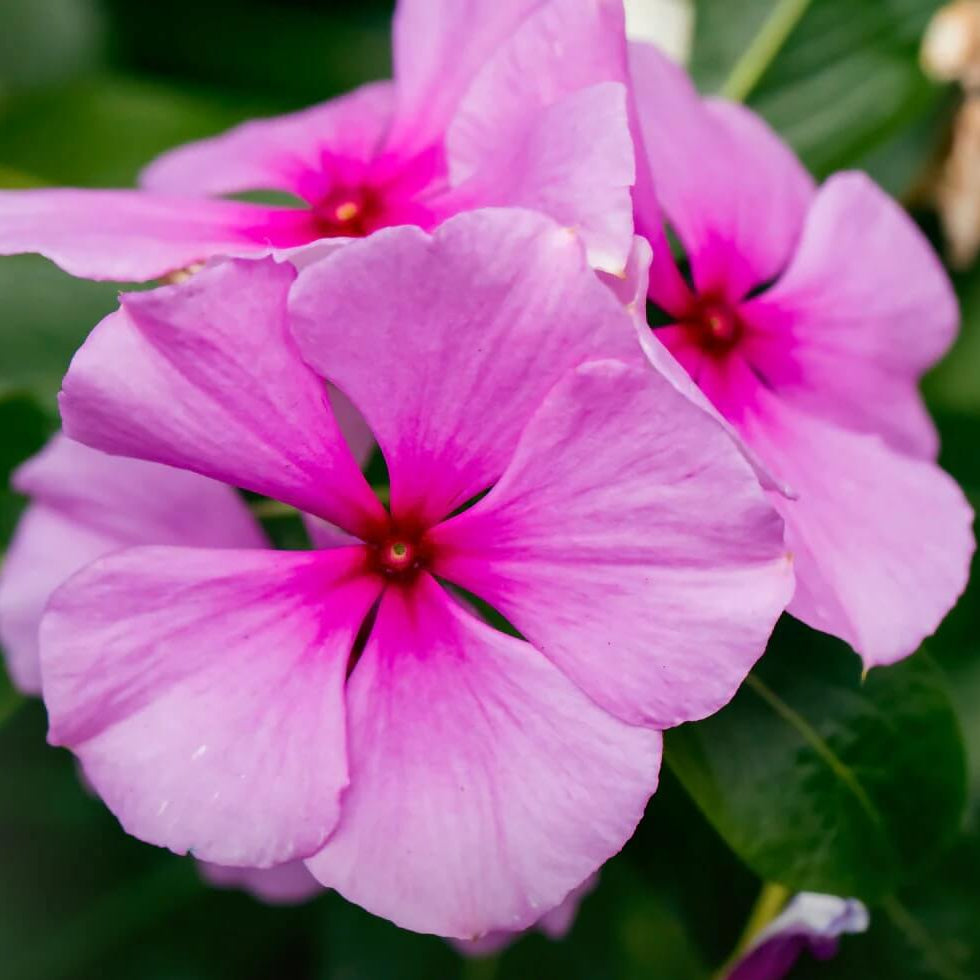 Vinca Rosea Seeds – Pink