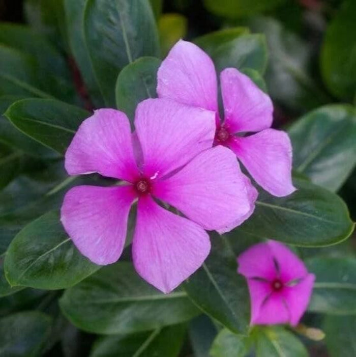 Vinca Rosea Seeds – Pink
