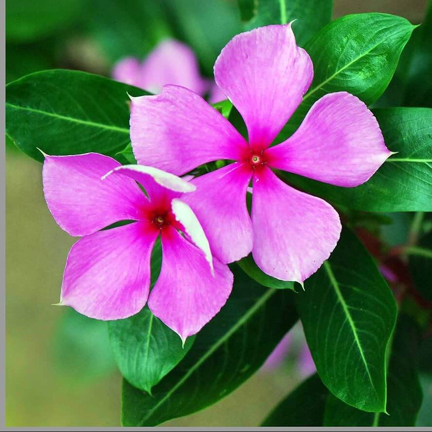 Vinca Rosea Seeds – Pink
