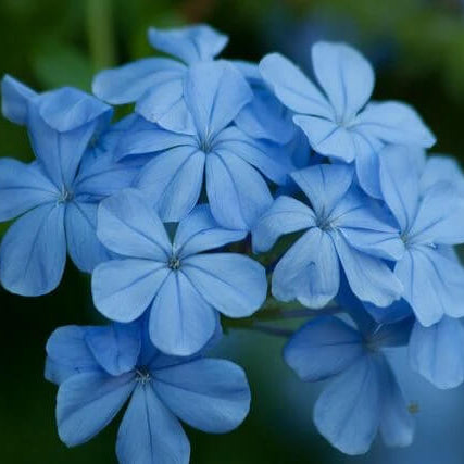 Vinca  Seeds – Light Blue