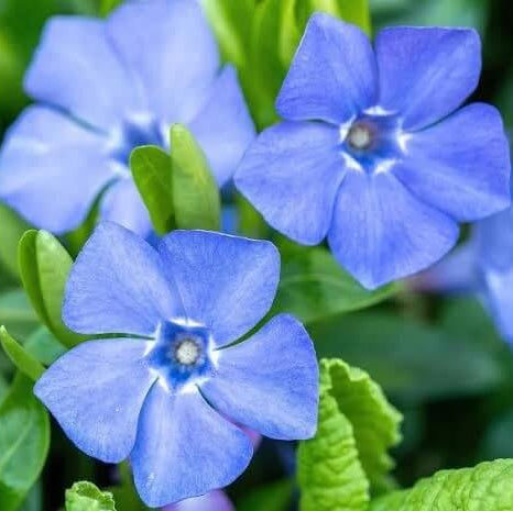 Vinca  Seeds – Light Blue