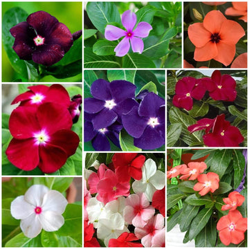 Vinca Seeds - All In One For Home Gardens