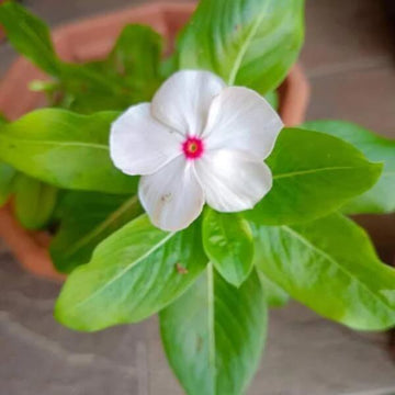Vinca Seeds - All In One For Home Gardens