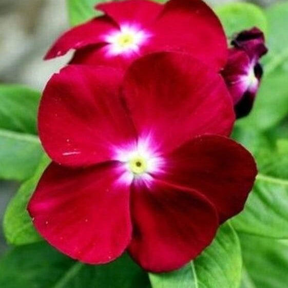 Vinca Seeds - All In One For Home Gardens