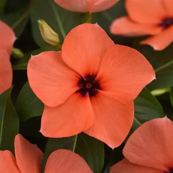 Vinca Seeds - All In One For Home Gardens